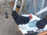 Chickens — 写真 4