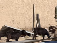 Cabras (lote, sexo no especificado), Cabras — foto 2