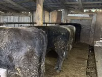 Toro, Ganado vacuno — foto 8