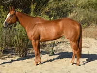კვიცი, Quarter Horse — ფოტო 2