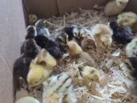 Quails — புகைப்படம் 4