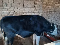 雄牛, Russian Black pied cattle — 写真 4