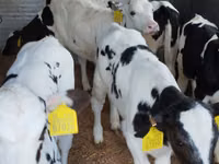 Bovins (lot, sexe non indiqué), Russian Black pied cattle — photo 3