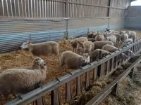 பெண் ஆடு, Rouge de l’Ouest sheep — புகைப்படம் 2