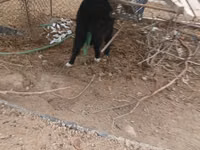 பெண் வெள்ளாடு, வெள்ளாடுகள் — புகைப்படம் 5