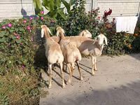 母羊, Sheep — 照片 4