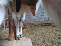 Kozioł, Beetal goats — zdjęcie 1