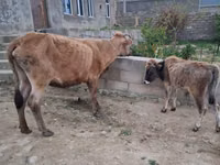 İnək, Mal-qara — foto 5