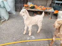 山羊（批次，未指定性别）, Beetal goats — 照片 3