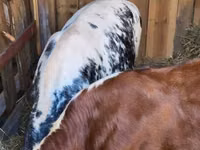 Sığır (parti, cinsiyet belirtilmedi), Simmental cattle — foto 7