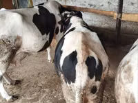 Taureau, Russian Black pied cattle — photo 4