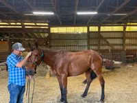 Cavalo, Standardbred — foto 3