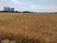 Salam. Yeni biçim arpa var. Qiymət 35 qəpikdən. Hazır 50 kiloluq — الصورة 1