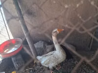 Geese — foto 6