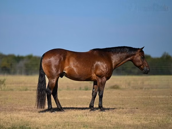 Cheval, Quarter Horse