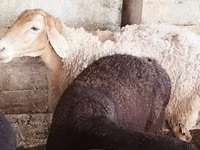 Brebis, Moutons — photo 3