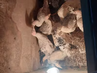 Turkeys — الصورة 1