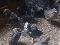 Chickens — foto 2