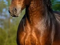 Caballo, Hungarian horse breed — foto 2