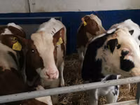 Toro, Simmental cattle — foto 4