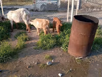 თხა, თხები — ფოტო 8