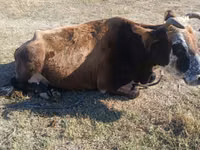 牛（ロット、性別未指定）, Simmental cattle — 写真 2