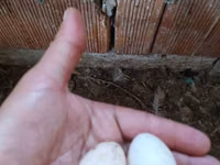 Chickens — 4-сурет