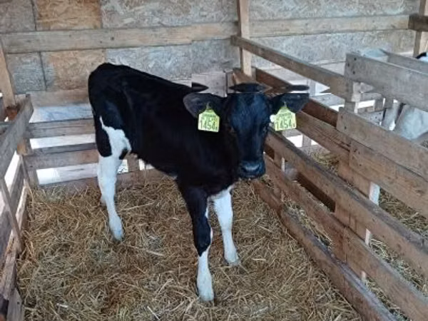Taureau, Race Holstein