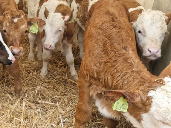 İribuynuzlu mal-qara (partiya, cinsi göstərilməyib), Simmental cattle