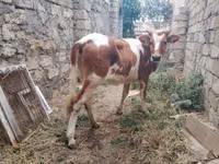 Cow, Simmental cattle — photo 4