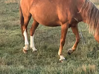 Mare, Horses — photo 3