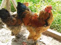 பிரஹ்மா — புகைப்படம் 1