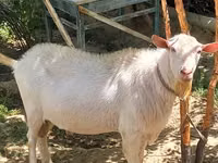 Koza, Saanen goat — zdjęcie 1
