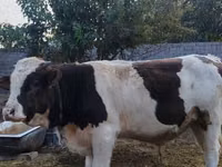 सांड, मवेशी — फ़ोटो 2