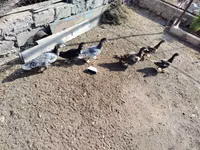 Ducks — foto 2