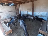 ვერძი, ცხვრები — ფოტო 2