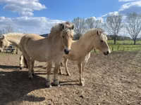 Klisna, Fjогd — foto 6