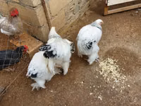 Brahma — foto 3