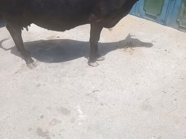 Cow, Cattle