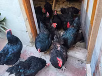 Australorp — foto 3