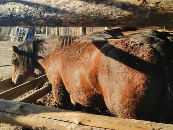 Koń, Kustanai horse