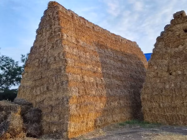 1800 ədəd arpa samanı bu ilki böyük və kip bağlanışlı