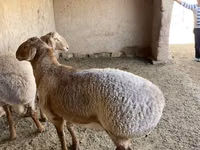 Ovce (šarže, pohlaví neuvedeno), Arashan sheep — foto 3