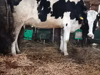 İnek, Russian Black pied cattle — foto 1