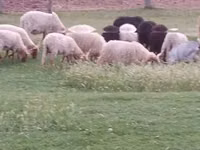 كبش, Racka sheep — الصورة 4
