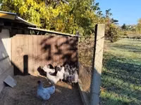 Australorp — zdjęcie 4
