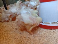 Chickens — फ़ोटो 2