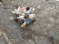 Chickens — Foto 3