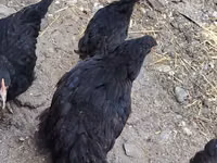 Chickens — foto 2
