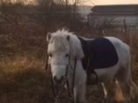 Айғыр, Shetland Pony — 8-сурет